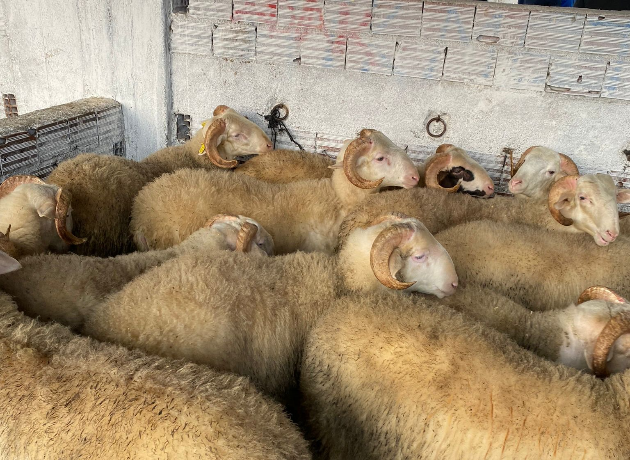 Cevizli Adak Kurban Kesimi ve Dağıtımı