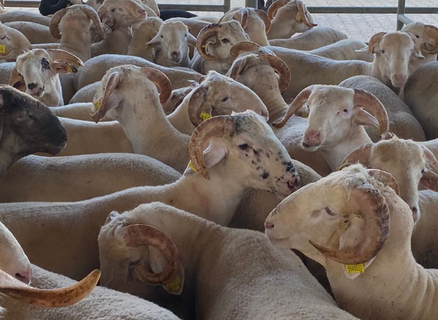 Maltepe Küçükyalı Adak Kurban Kesim Dağıtım