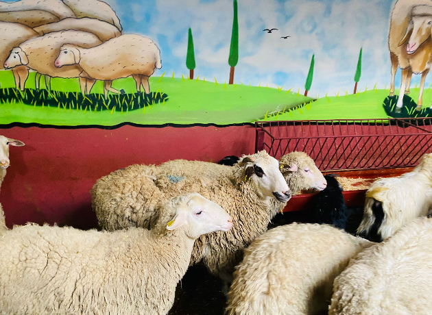 Yakacık Adak Kurban Kesim ve Dağıtım