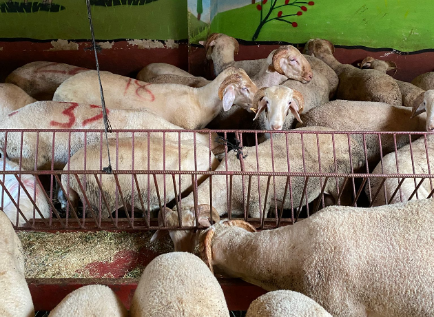 Maltepe Büyükbakkalköy Adak Kurban Kesimi ve Dağıtım Hizmeti