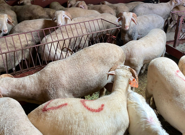 Maltepe Gülensu Adak Kurban Kesim Dağıtım