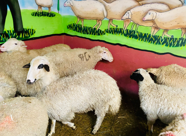 Uğur Mumcu Adak Kurban Kesim ve Dağıtım