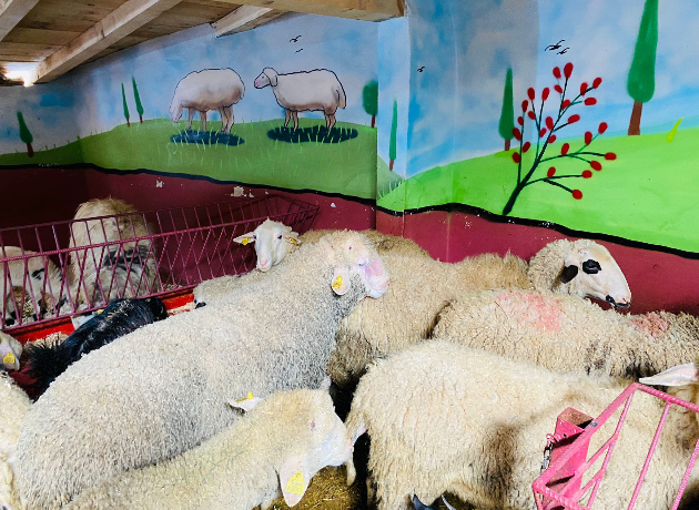 Kordonboyu Adak Kurban Kesim ve Dağıtım