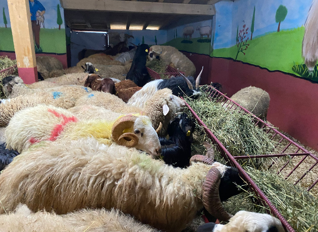 Hürriyet Adak Kurban Kesim ve Dağıtım