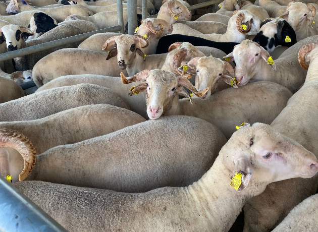 Maltepe Altıntepe Adak Kurban Kesimi ve Dağıtımı