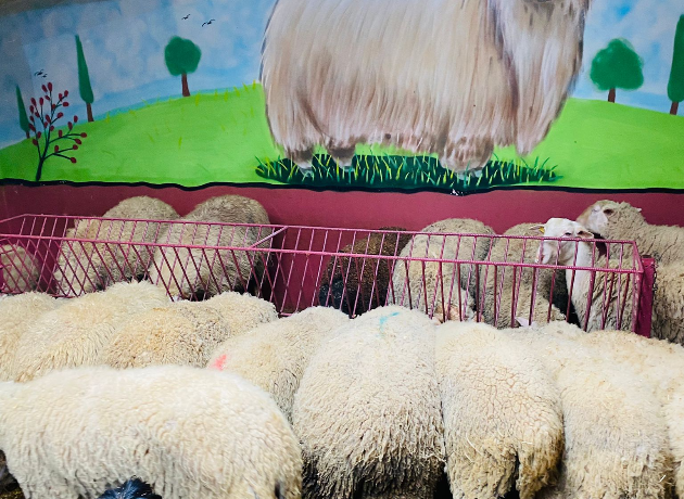 Yukarı Adak Kurban Kesim ve Dağıtım