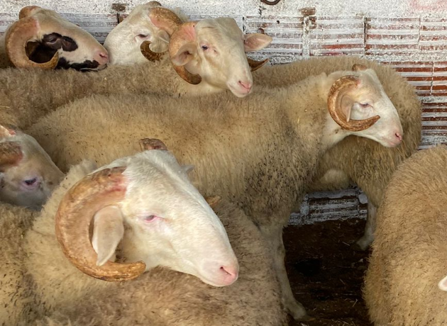 Maltepe Yalı Adak Kurban Kesim Dağıtım