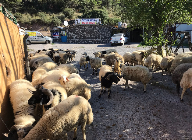 Kadıköy Bostancı Adak Kurban