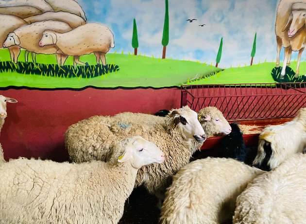 Çarşı Adak Kurban Kesim ve Dağıtım