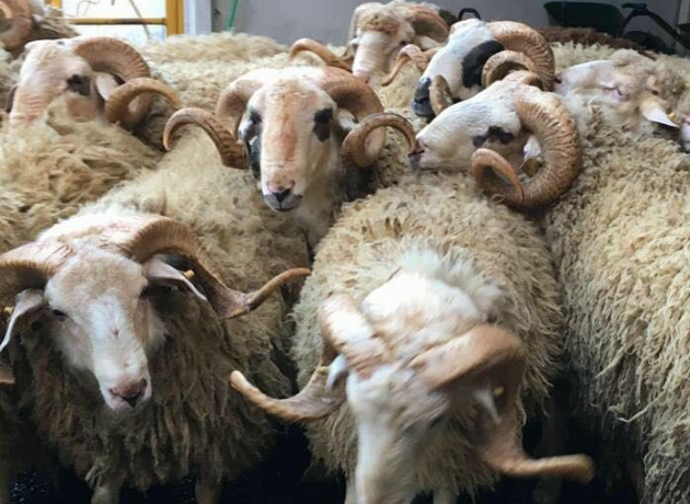 Maltepe Zümrütevler Adak Kurban Kesim Dağıtım 