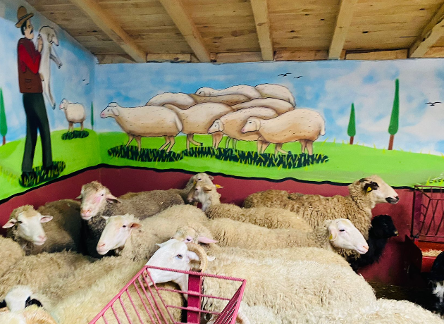 Yalı Adak Kurban Kesim ve Dağıtım