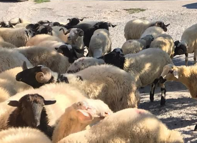 Maltepe Gülsuyu Adak Kurban Kesim Dağıtım