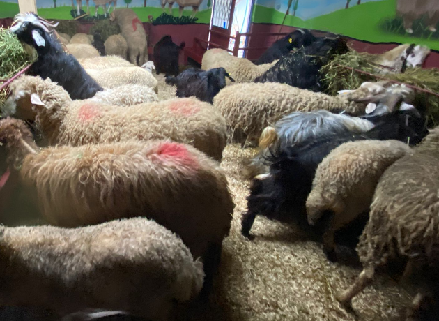 Karlıktepe Adak Kurban Kesim ve Dağıtım