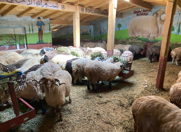 Maltepe Başıbüyük Adak Kurban Kesimi ve Dağıtımı