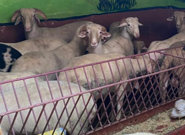 Maltepe Girne Adak Kurban Kesim Dağıtım Hizmeti