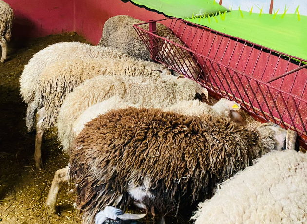 Yunus Adak Kurban Kesim ve Dağıtım