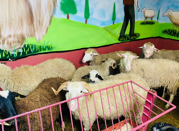 Atalar Adak Kurban Kesim ve Dağıtım