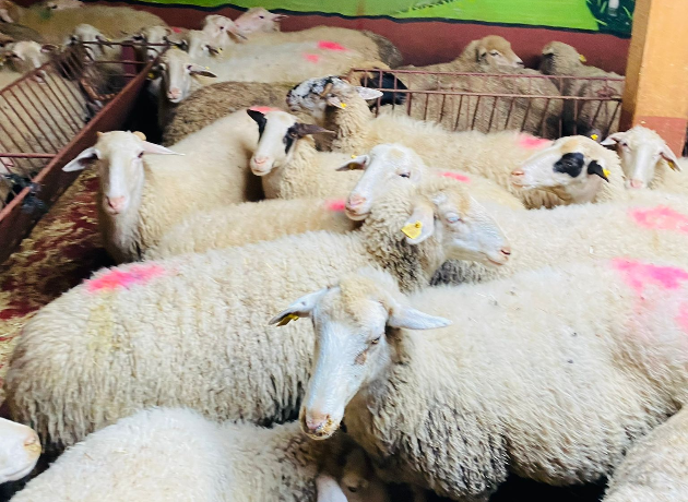Kadıköy Eğitim Adak Kurban