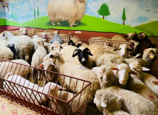 Ümraniye Adak Kurban