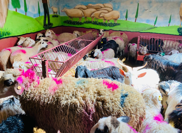 Orta Adak Kurban Kesim ve Dağıtım