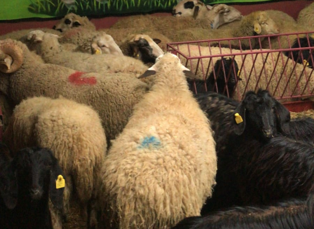 Soğanlık Adak Kurban Kesim ve Dağıtım