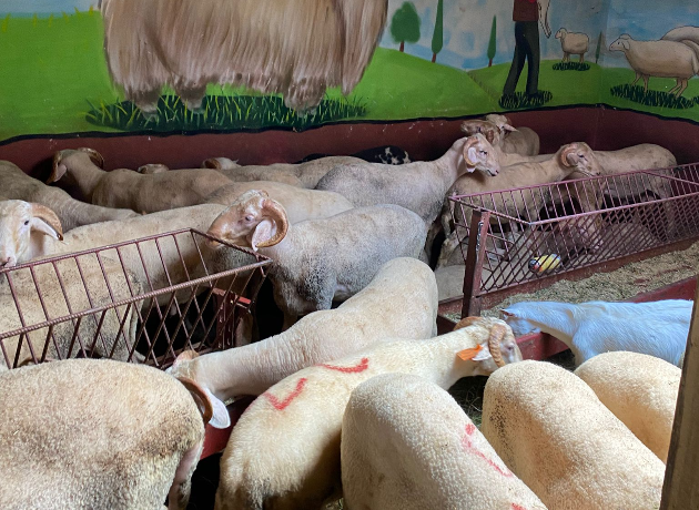 Maltepe Adak Kurban Kesim Dağıtım  Feyzullah