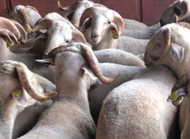 Maltepe İdealtepe Adak Kurban Kesim Dağıtım