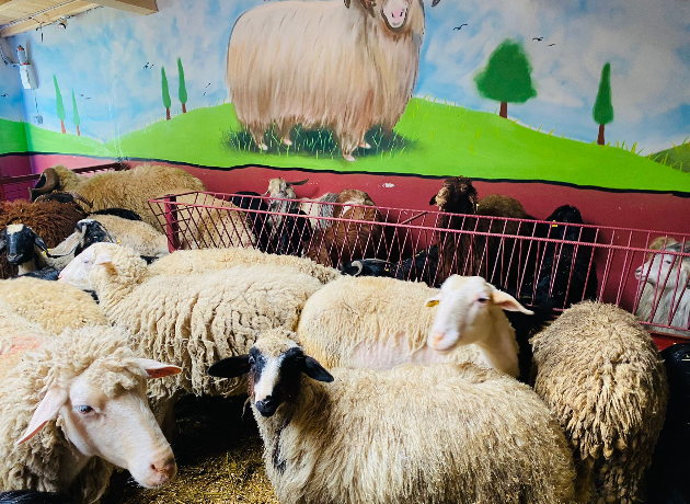 Çavuşoğlu Adak Kurban Kesim ve Dağıtım