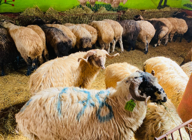 Sancaktepe Adak Kurban