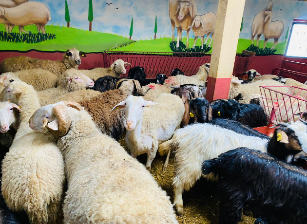 Cumhuriyet Adak Kurban Kesim ve Dağıtım