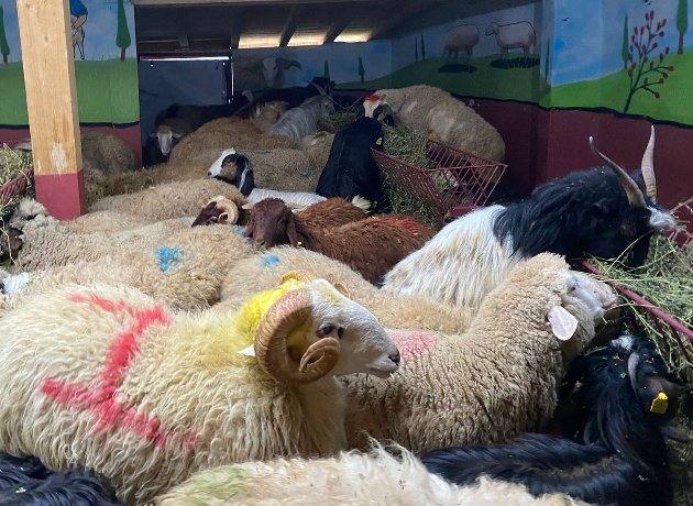 Topselvi Adak Kurban Kesim ve Dağıtım 