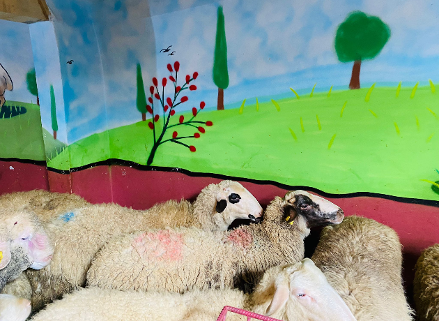 Gümüşpınar Adak Kurban Kesim ve Dağıtım