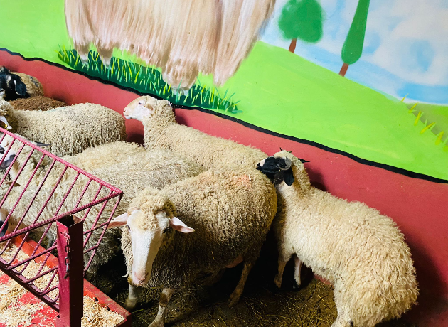 Orhantepe Adak Kurban Kesim ve Dağıtım