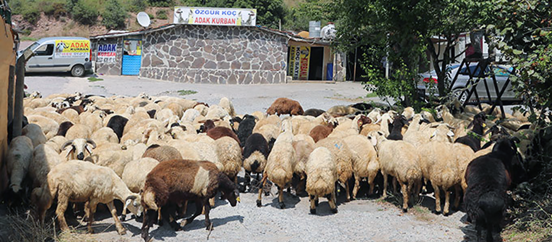 ADAK VE AKİKA KURBAN