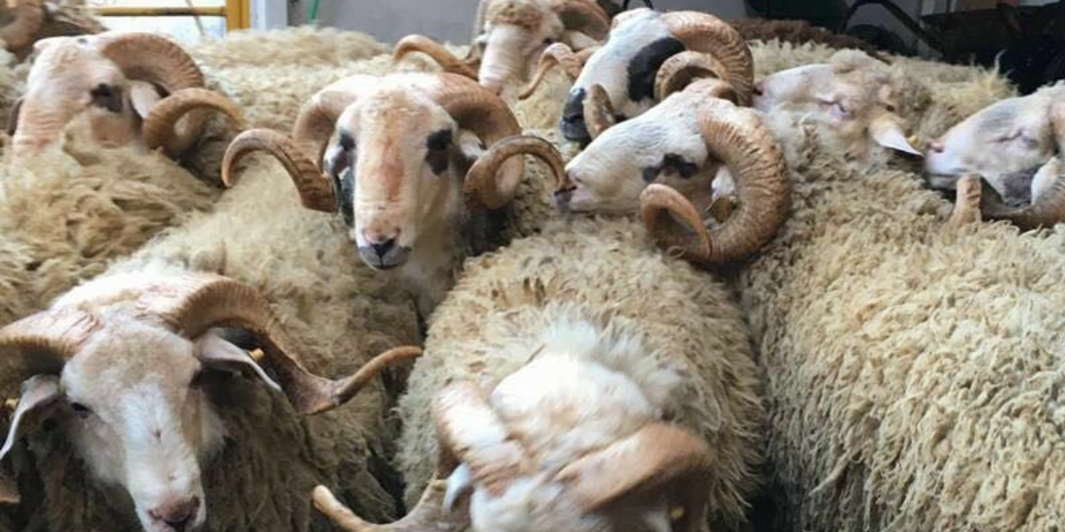 İstanbul En Uygun Adak Kurban - 5000 TL'den başlayan fiyatlarla 