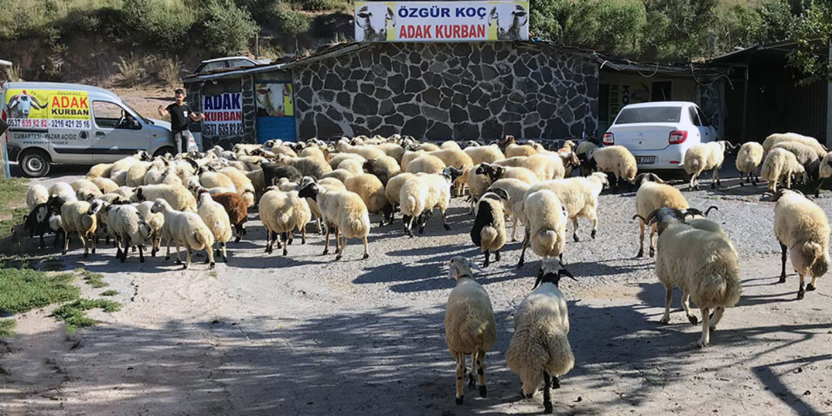 ADAK VE AKİKA KURBAN