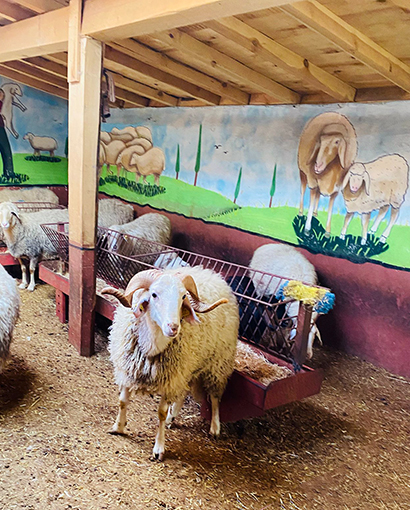 Hijyenik Kurban Kesim Hizmeti