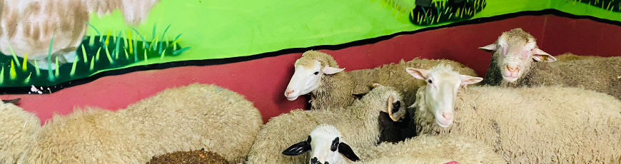 Atalar Adak Kurban Kesim ve Dağıtım