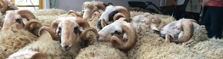 Maltepe Zümrütevler Adak Kurban Kesim Dağıtım 