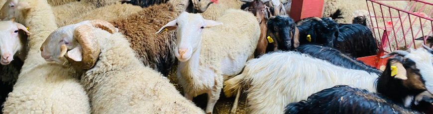 Cumhuriyet Adak Kurban Kesim ve Dağıtım