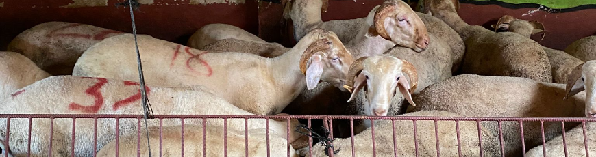 Maltepe Büyükbakkalköy Adak Kurban Kesimi ve Dağıtım Hizmeti