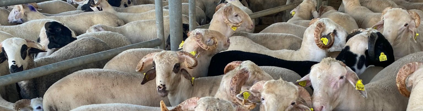 Maltepe Altıntepe Adak Kurban Kesimi ve Dağıtımı