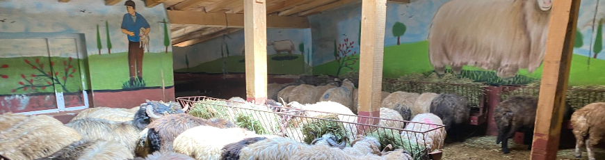 Maltepe Başıbüyük Adak Kurban Kesimi ve Dağıtımı