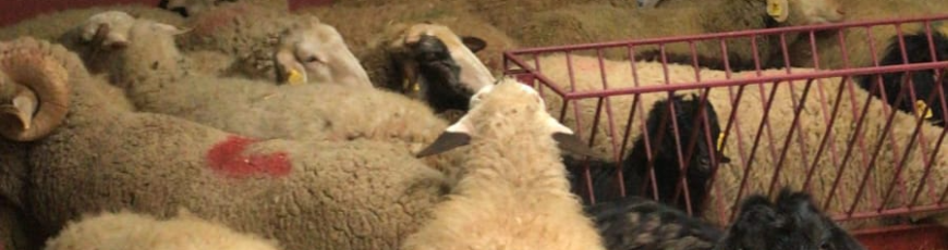 Soğanlık Adak Kurban Kesim ve Dağıtım