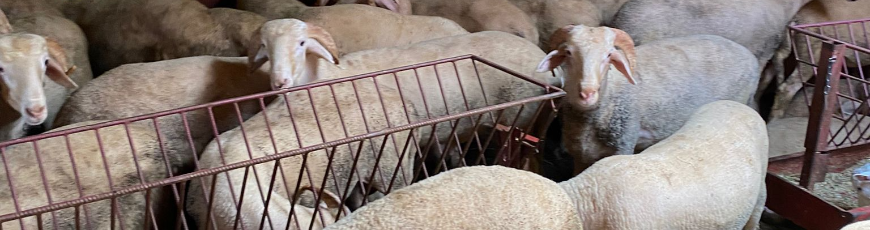 Maltepe Gülensu Adak Kurban Kesim Dağıtım