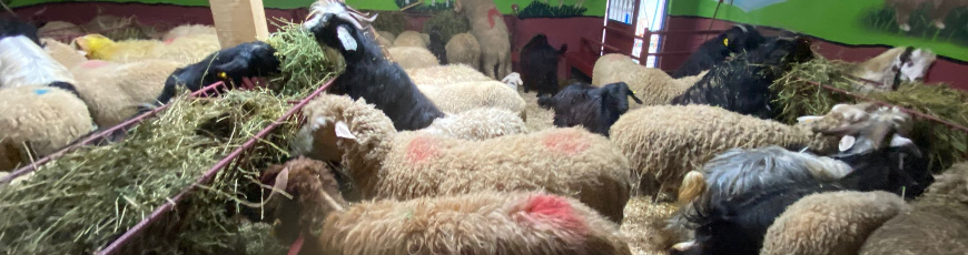 Karlıktepe Adak Kurban Kesim ve Dağıtım