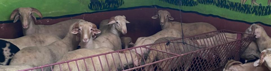 Maltepe Girne Adak Kurban Kesim Dağıtım Hizmeti