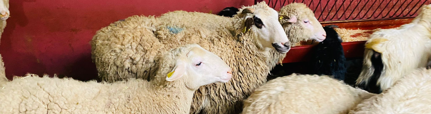 Çarşı Adak Kurban Kesim ve Dağıtım