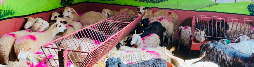 Orta Adak Kurban Kesim ve Dağıtım