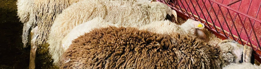 Yunus Adak Kurban Kesim ve Dağıtım